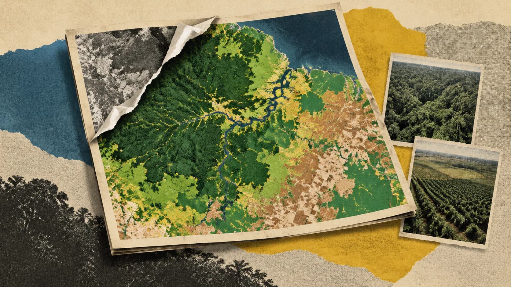 Google ForTy Maps Natural Forests, Plantations and Farms